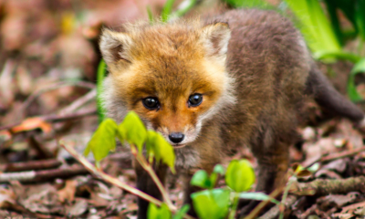 The Adventures of a Baby Fox God: A Reincarnation Story