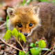 The Adventures of a Baby Fox God: A Reincarnation Story