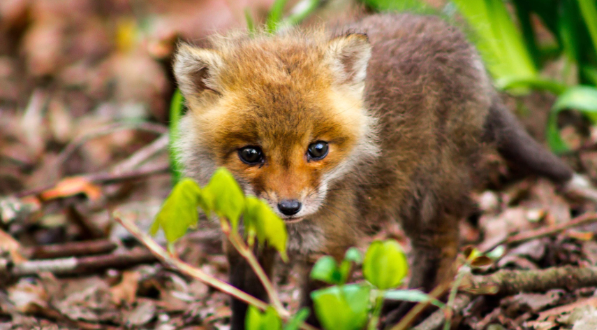 The Adventures of a Baby Fox God: A Reincarnation Story