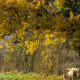 Under the oak tree -- read free