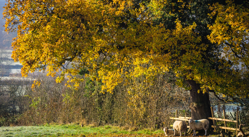 Under the oak tree -- read free