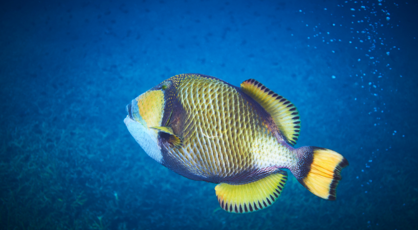 titan deep freeze 26 can backpack cooler upc